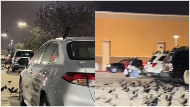 ▲▼德州一座停車場被黑鳥占據。（圖／翻攝TikTok@alanm1969）