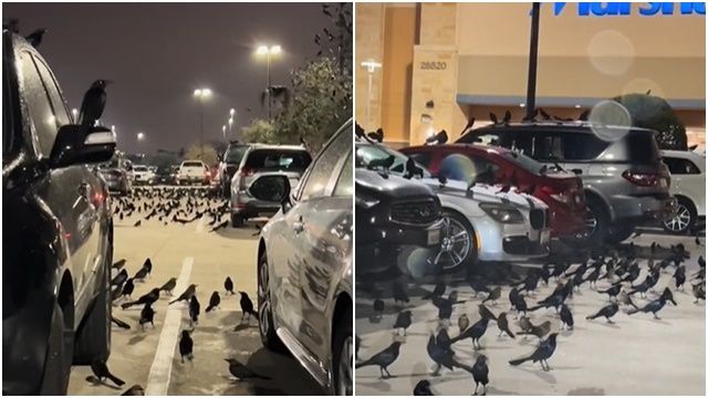▲▼德州一座停車場被黑鳥占據。（圖／翻攝TikTok@alanm1969）