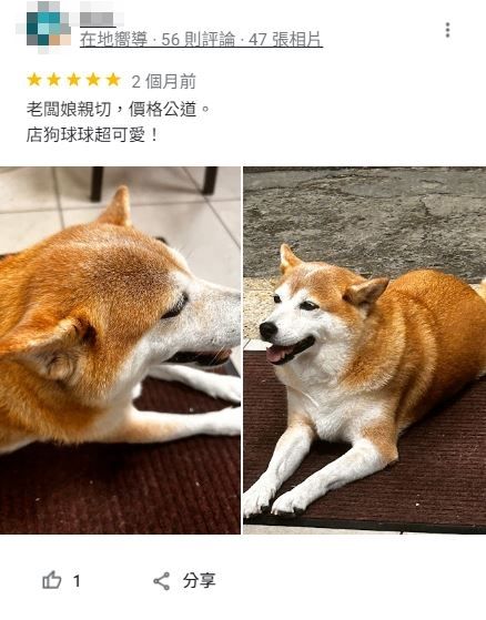 ▲明明是影印店！「胖胖柴柴照」淹沒Google Maps評論　熟客認出牠。（圖／翻攝自Google Maps）