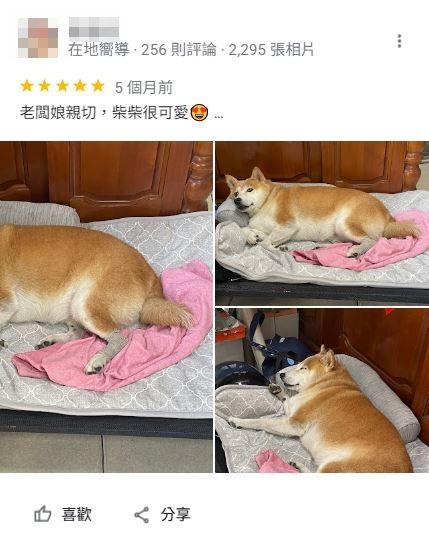 ▲明明是影印店！「胖胖柴柴照」淹沒Google Maps評論　熟客認出牠。（圖／翻攝自Google Maps）