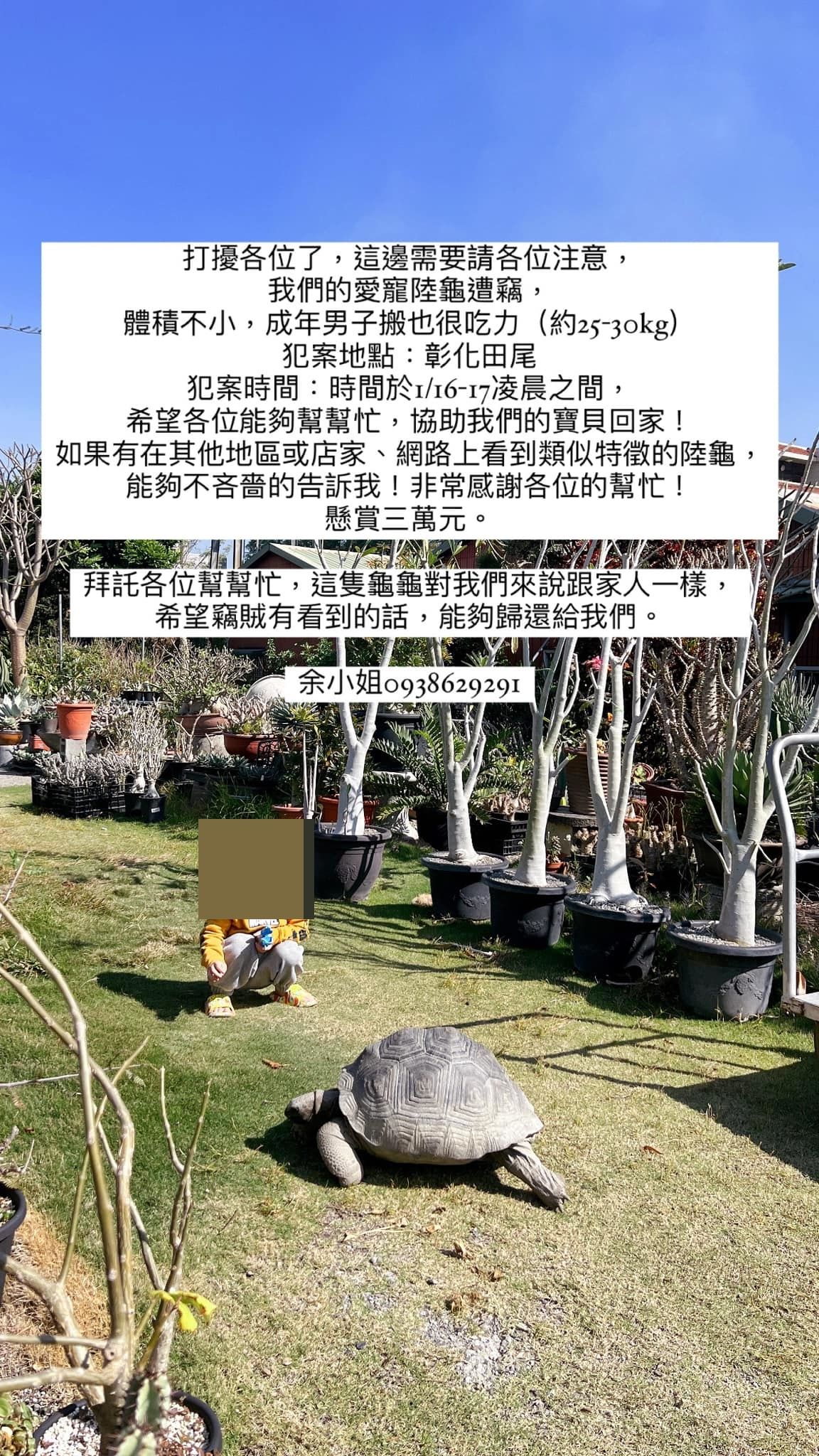 7461076 ▲破萬陸龜遭竊!重達30KG「成年男子搬也吃力」 飼主懸賞6萬急尋。(圖/飼主余小姐提供)