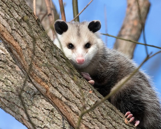 ▲▼ 負鼠,opossums。（圖／免費圖庫pixabay）