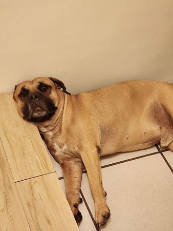 ▲▼每天躺角落軟爛補眠　愛犬被吵醒一臉鄙視瞪爸：關燈好嗎？（圖／有點毛毛的／網友黃家瑋提供）
