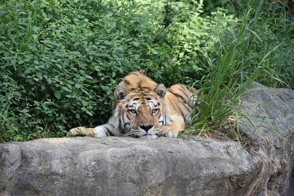 d7370467 ▲▼18歲孟加拉虎「六福」離世。(圖/新竹市動物園提供)