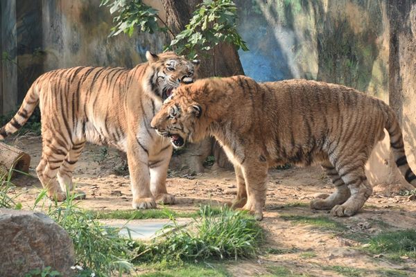 d7370468 ▲▼18歲孟加拉虎「六福」離世。(圖/新竹市動物園提供)