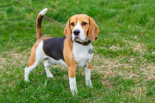 d7397795 ▲▼寵物犬,狗,米格魯,Beagles。(示意圖/達志影像)