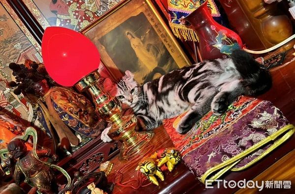 d7402206 ▲▼媽祖罩的!貪玩貓跳神明桌玩香爐 家人笑:以為結紮會變乖。(圖/飼主林先生授權提供)