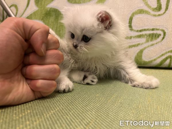 ▲▼ 樂樂。（圖／網友Sau Man Chiu提供，請勿隨意翻拍，以免侵權。）