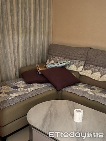 d7425422 ▲▼柴犬「Kiki」。(圖/Facebook@Lan Lan提供,請勿隨意翻拍,以免侵權。)