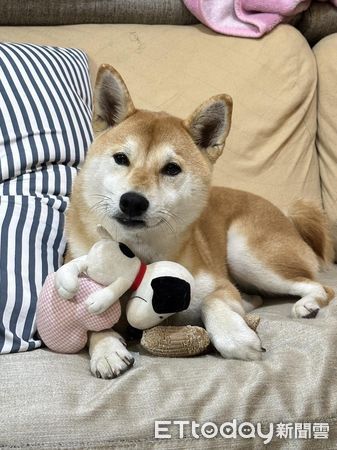 d7425423 ▲▼柴犬「Kiki」。(圖/Facebook@Lan Lan提供,請勿隨意翻拍,以免侵權。)