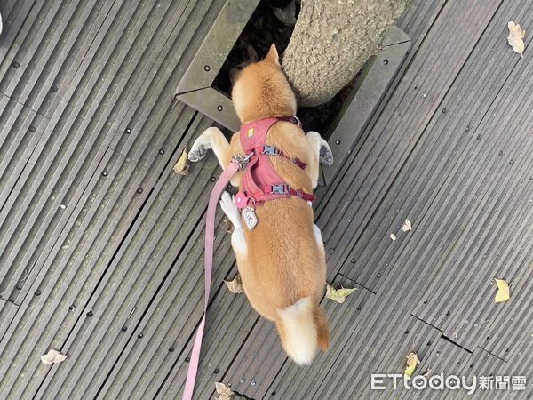 d7425424 ▲▼柴犬「Kiki」。(圖/Facebook@Lan Lan提供,請勿隨意翻拍,以免侵權。)
