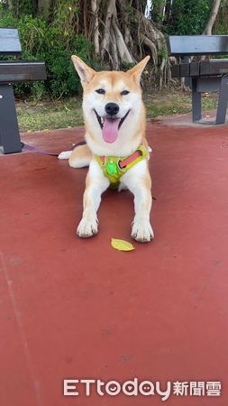 d7425425 ▲▼柴犬「Kiki」。(圖/Facebook@Lan Lan提供,請勿隨意翻拍,以免侵權。)