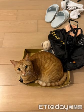 ▲▼ 貓咪凱婷 。（圖／網友劉小姐提供，請勿隨意翻拍，以免侵權。）