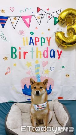 d7425897 ▲▼柴犬「波波」。(圖/Facebook@Polly Lai提供,請勿隨意翻拍,以免侵權。)