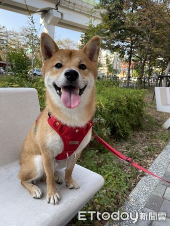 d7425898 ▲▼柴犬「波波」。(圖/Facebook@Polly Lai提供,請勿隨意翻拍,以免侵權。)