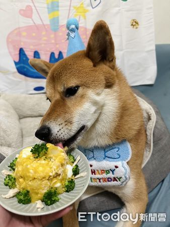 d7425899 ▲▼柴犬「波波」。(圖/Facebook@Polly Lai提供,請勿隨意翻拍,以免侵權。)