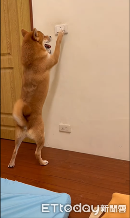 d7425900 ▲▼柴犬「波波」。(圖/Facebook@Polly Lai提供,請勿隨意翻拍,以免侵權。)