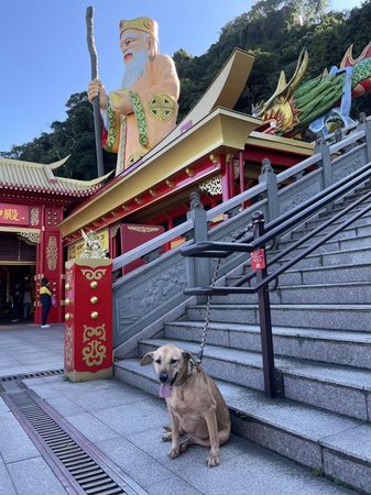 ▲▼剛拜完土地公！他意外巧遇命定浪浪　「第一眼就愛上」霸氣收編。（圖／新北市動保處提供）