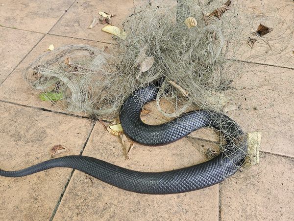 d7430965 捕蛇烏龍。(圖/翻攝自臉書粉專Illawarra Snake Catcher)