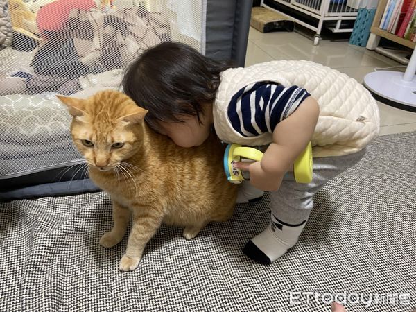 ▲橘貓收編半年「超包容妹妹」頭頂給親親　爸感動：回饋最大的愛心（圖／網友劉庭儒提供，請勿隨意翻拍，以免侵權。）