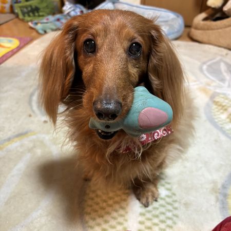 日本能登地震寵物走失。