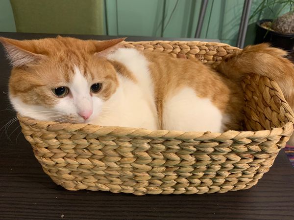 日本能登地震寵物走失。