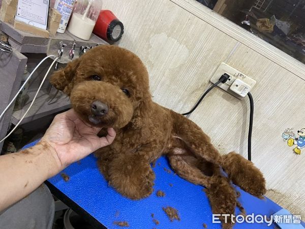 d7431433 ▲警衛伯伯變「小貴賓代班」?牠呆萌凝視:請繳納罐罐管理費~(圖/網友陳先生提供,請勿隨意翻拍,以免侵權。)