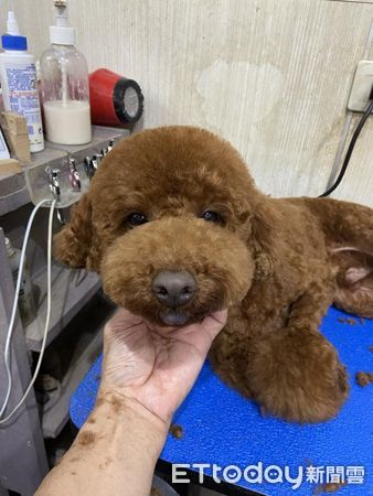 d7431434 ▲警衛伯伯變「小貴賓代班」?牠呆萌凝視:請繳納罐罐管理費~(圖/網友陳先生提供,請勿隨意翻拍,以免侵權。)
