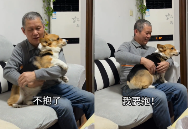 d7431492 柯基犬強迫摸摸。(圖/翻攝自小紅書@愛吃肉肉的巧樂茲)