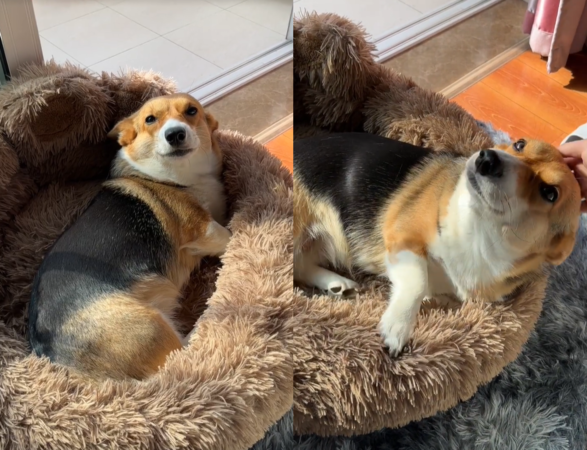 d7431493 柯基犬強迫摸摸。(圖/翻攝自小紅書@愛吃肉肉的巧樂茲)