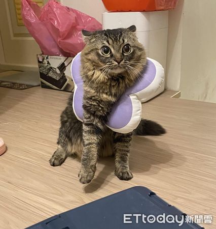 ▲▼被煙火嚇到鑽出羞恥圈　她轉頭見喵「飛機耳開滿」露香肩笑翻。（圖／網友Jenny Kuo授權提供）