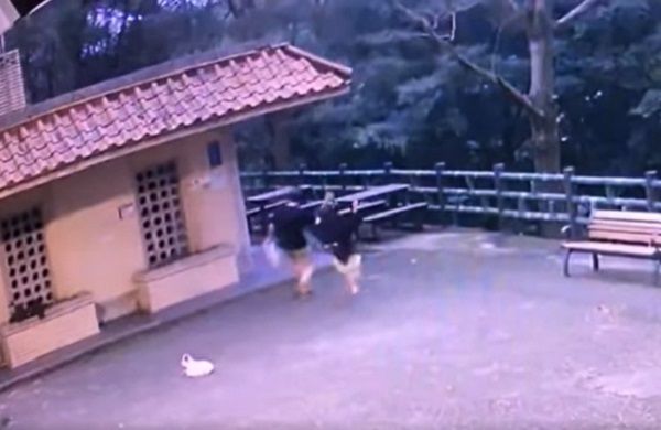 ▲▼最糟示範！爸爸帶小孩「拿水球丟貓」　樂看牠驚慌逃竄影片曝光。（圖／翻攝自新店好厝邊社團）