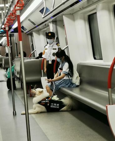 d7431895 ▲▼車廂見「微笑薩摩耶」當工作犬 帶視障學生搭地鐵乖乖趴下。(圖/翻攝自加菲貓的媽媽小紅書)