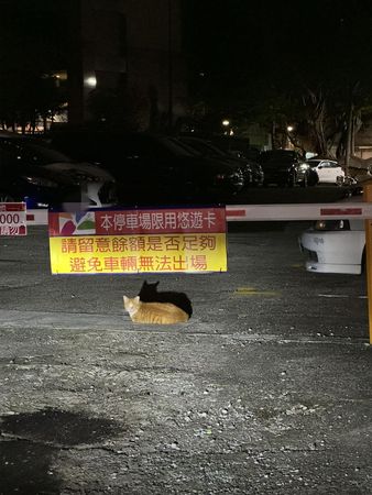 d7431978 ▲▼停車場遇地方「毛毛管理員」 趴入口眼神示意他笑翻:遵命!(圖/有點毛毛的/網友Biby Ponyo投稿)