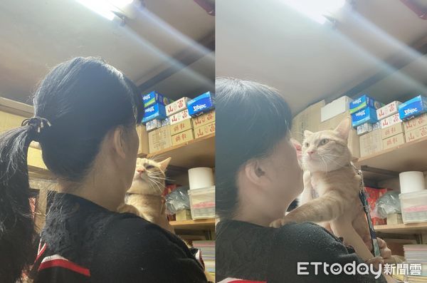 ▲橘貓生氣氣！肥嘟嘟臉「眼神怒瞪」　媽雙手捧起嘆：到底要氣多久（圖／網友蘇秀燕提供，請勿隨意翻拍，以免侵權。）