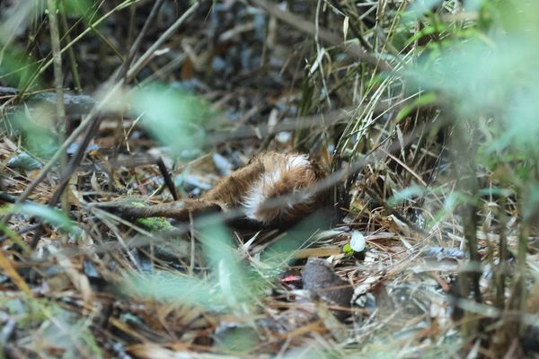 d7432539 ▲玉山遊客跨年搶拍「落單小山羌」!媽媽無法靠近 牠元旦失溫死亡。(圖/翻攝自Facebook/玉山國家公園)