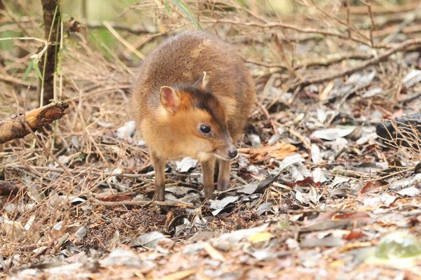 d7432541 ▲玉山遊客跨年搶拍「落單小山羌」!媽媽無法靠近 牠元旦失溫死亡。(圖/翻攝自Facebook/玉山國家公園)