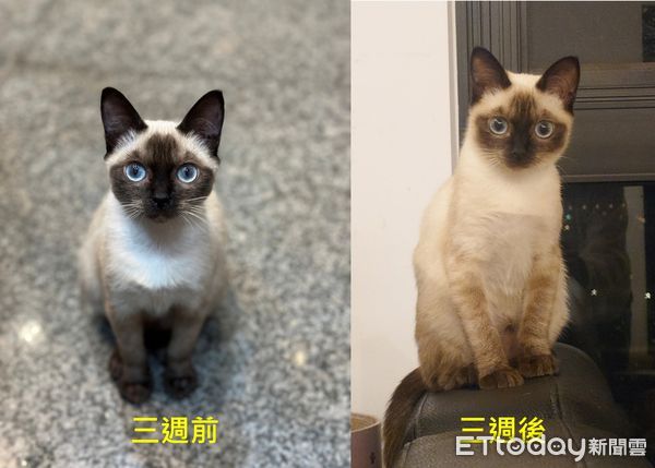 ▲暹羅貓。（圖／網友Chao Wei-Chi提供，請勿隨意翻拍，以免侵權。）