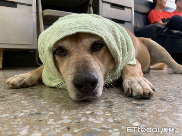 d7433607 ▲米克斯犬「小黃」在保四總隊14年,因不敵病魔走完一生。(圖/警方提供)