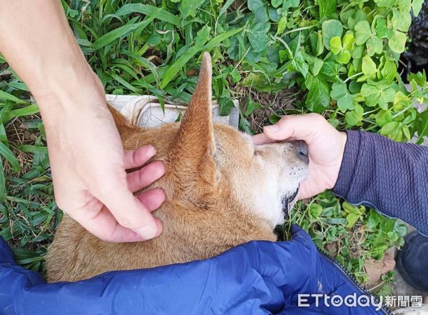 d7433608 ▲米克斯犬「小黃」在保四總隊14年,因不敵病魔走完一生。(圖/警方提供)