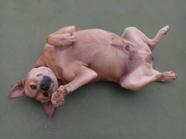 d7433615 ▲米克斯犬「小黃」在保四總隊14年,因不敵病魔走完一生。(圖/民眾提供)