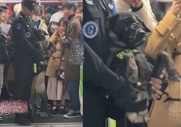 ▲跨年地鐵太擠！警犬下班只能「雙腿站立搭車」　委屈身影萌翻萬人。（圖／翻攝自微博）