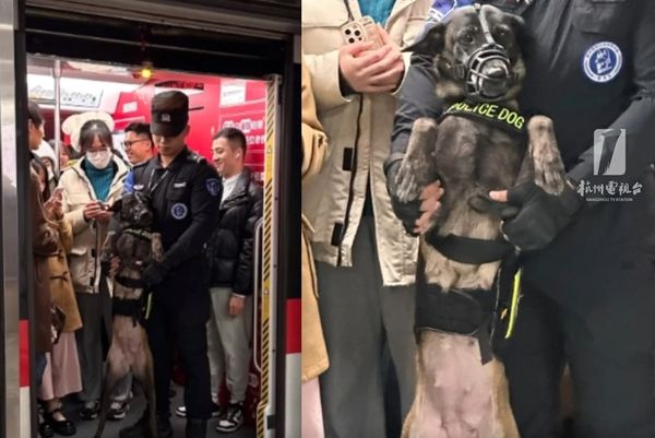 ▲跨年地鐵太擠！警犬下班只能「雙腿站立搭車」　委屈身影萌翻萬人。（圖／翻攝自微博）