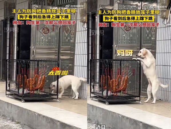 ▲狗狗驚見「門口掛整排香腸」想偷吃　主人1妙招成功阻止（圖／翻攝自微博／一只迷你小多豬）
