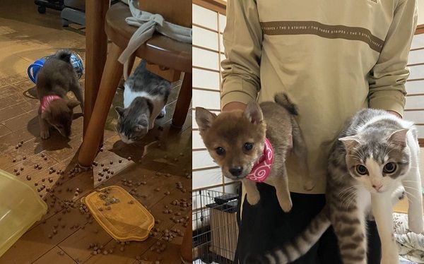▲▼狗狗和貓貓一起拆家被飼主現場抓包。（圖／翻攝自Twitter／@shiba_nana7）