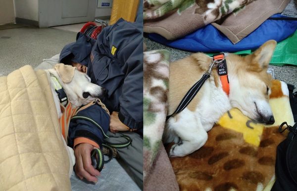 d7434882 ▲搜救犬搭直升機挺進能登災區 「累癱倒毛毯補眠」依偎領犬員。(圖/翻攝自X/drdshizuoka)