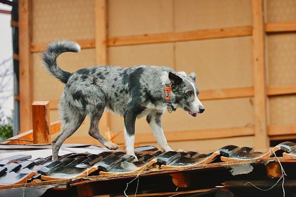 d7435121 ▲▼日本汪汪隊紮災區建功! 搜救犬衝倒塌房屋「找出2受困民眾」。(圖/翻攝自X@ARROWS36899898)