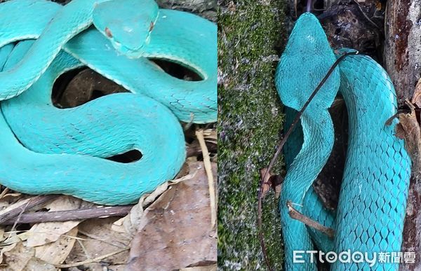 ▲罕見Tiffany藍螢光美蛇「變胖了」　幸運男3度巧遇笑：真的沒想到。（圖／拍攝者蘇方琥提供）