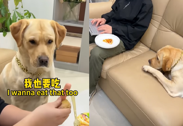 d7435409 ▲▼肉肉是貪吃狗,只要看到吃的眼睛就會發亮。(圖/翻攝自YouTube/肉肉說了算)