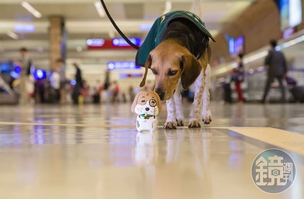 d7435518 動植物防疫檢疫署徵檢疫犬領犬員,可以跟狗狗一起上班。(翻攝自桃園國際機場臉書)